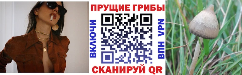 где купить наркоту  Болгар  Псилоцибиновые грибы Cubensis 